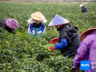 南国智库·新闻调查 | 如何解“椒”急？记者4问海南辣椒产业