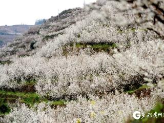 “入春第一花”！贵州水城：樱桃花开春意浓