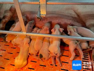 年底前出栏生猪2万头 乐东生猪生态养殖基地步入生产阶段