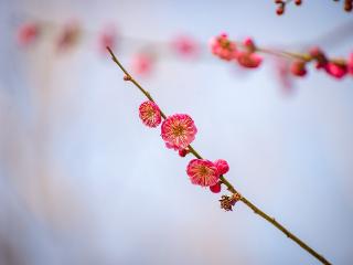 临沂：梅花初绽俏枝头