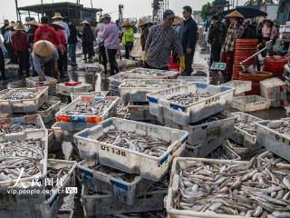 海南文昌：南海春汛鱼满仓