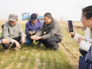 临沭县大兴镇：农技专家深入田间地头开展技术指导活动