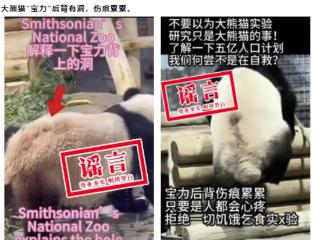 大熊猫“宝力”背上有洞伤痕累累？假！