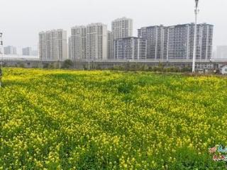 南昌又多一处“城市花海” 九洲公园油菜花盛开