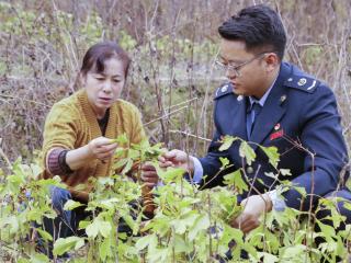 贵州铜仁：税助发展林下“生金” 强村富民“药香”飘扬