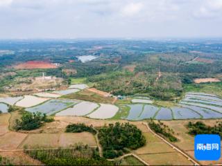 科技“激活”撂荒地 海口琼山稻虾综合种养蹚出农民致富路