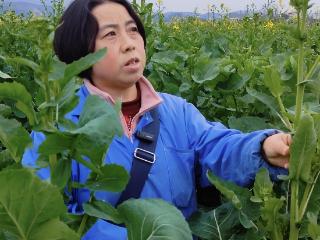 一碗菜籽 半碗好油！贵州油菜品种“油研2020”含油量突破52%