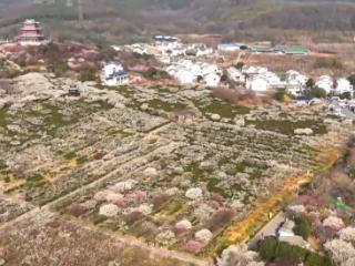 第一波春花已上线 一起沉浸式感受这份春日限定浪漫