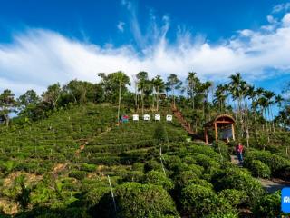 海南乡村振兴摄影采风团走进五指山 用镜头定格采茶做茶盛景