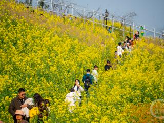 金鳌山五彩油菜花开 正是赏花游玩好时节