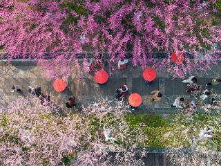 重庆南川：梅花盛放，游人如织共赏春