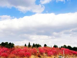 铜仁碧江桃树湾：漫山樱花怒放