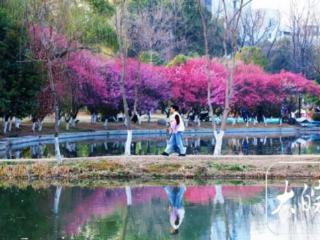 组图丨池州初春图鉴：梅花玉兰领衔绽放 春日百花盛宴将启