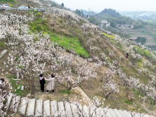 重庆璧山：樱桃花开引游客