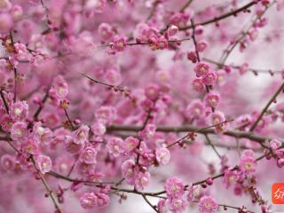 与春光铜行‖万山茶店街道：梅花水库梅花开 游人如织打卡来