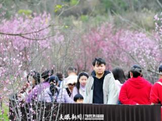 贵阳：梅花绽放迎春日 赏花踏青正当时