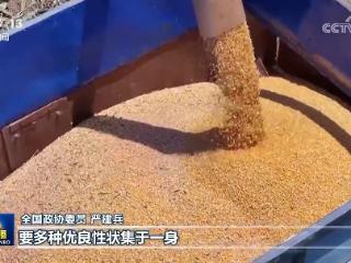 【代表委员履职故事】严建兵：加快种业创新转化 保障国家粮食安全