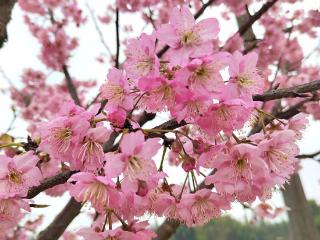 重庆荣昌：百亩樱花迎春开