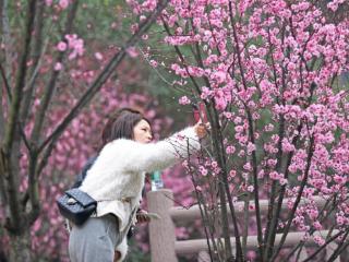 重庆彭水：红梅美人梅竞相绽放 春日赏梅正当时！