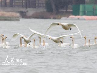 河南漯河：天鹅雪中起舞