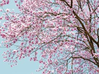 这几天杭州植物园里的“她”艳压群芳