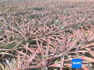 探访海南百万村 | 昌江好清村：年总产值破亿元 全村吃上“凤梨饭”