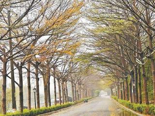 今起三天我市持续阴雨 后天城区最低温仅10℃