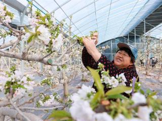 山东茌平：樱桃花开春意浓