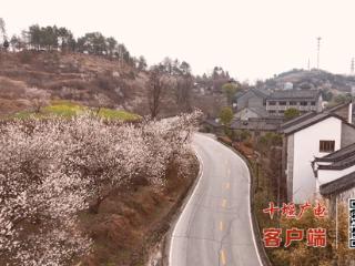 十堰樱桃花开缀满枝，踏青赏花正当时