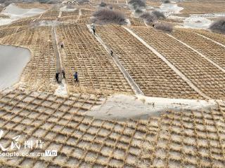 甘肃金塔：压沙筑牢生态防线 守护绿色家园