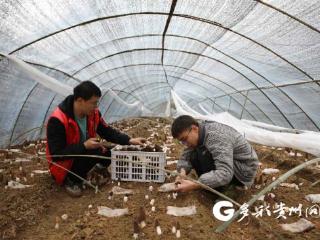 绥阳县旺草镇：大学生返乡创业种羊肚菌 撑起乡村振兴“致富伞”