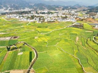 贵州金沙：以花为媒 油菜花带动经济一路“生金”