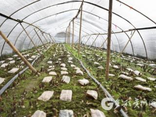 凤冈：羊肚菌破土迎丰年