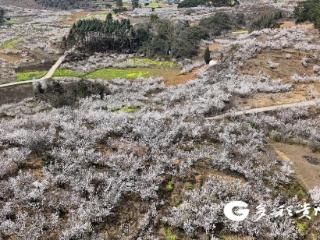 【一百天的春季 一百分的美丽】安龙普坪香车河村：樱桃花开烂漫处 乡村旅游正当时