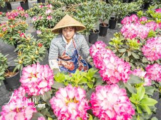 贵州毕节：花卉基地科技+