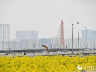 四川成都：油菜花海美如画