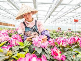 贵州毕节：科技赋能 小村玩出新“花”样