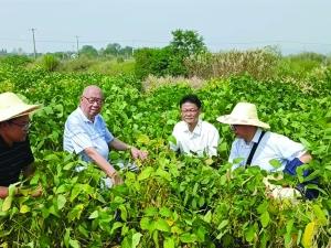 马鞍山这颗“豆芯”有南京基因