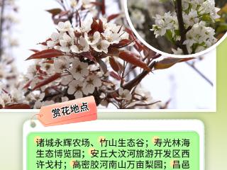 潍坊春日赏花指南来了！带你邂逅最美花季→