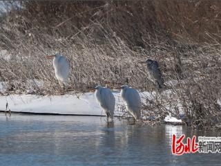 河北阳原：生态好不好 候鸟来答题