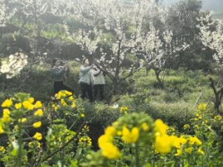 重庆荣昌：古佛山3000余亩樱桃花绽放