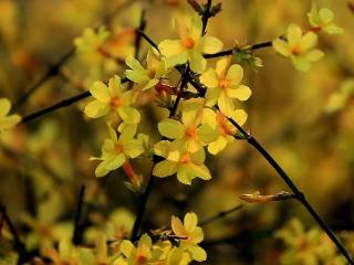 双园春色绘就"繁花"胜景｜青岛马山公园&环秀湖体育休闲公园赏花全攻略，一键解锁烂漫花海