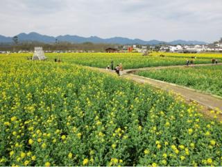 春日限定美景来了！璧山这片油菜花海盛放，邀您来共赏金色浪漫