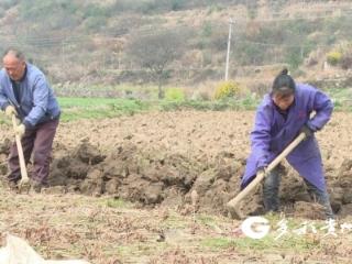 普定县马官镇堡桥村：“荸荠经济”铺就乡村振兴“甜蜜路”