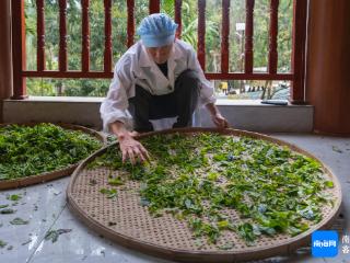 五指山茶人清明前“抢鲜”制香茗