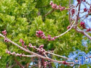 春回津城 花开烂漫 这份家门口的赏花地图请查收 扫码阅读手机版