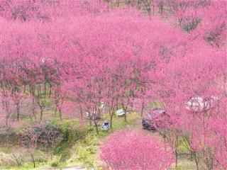 陌上花开，可来临安 十万株中国红樱花开满山谷