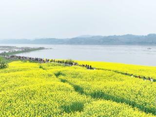 重庆永川：长江油菜花海催生“美丽经济”