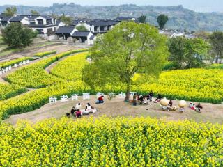 梯田花海 风景如画