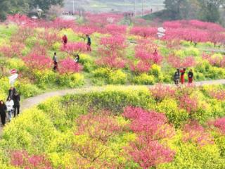 桃花岛上桃花开 春日风光别样美